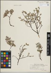 Foto von Salix lapponum L. x Salix repens L.